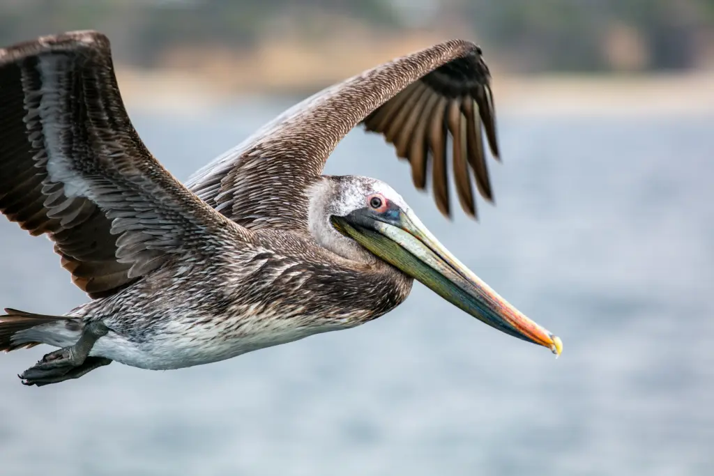 brown pelican